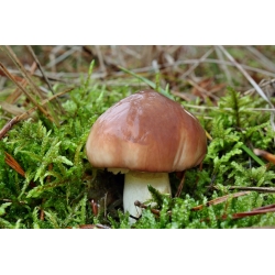 Nåletræsvampesæt + parasolsvamp - 7 arter - mycelium, gyde - 