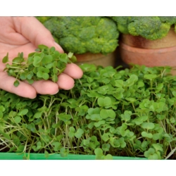 Microgreen - Vitamin bom - hỗ trợ sức khỏe - Bộ 10 miếng với hộp đựng đang phát triển -  - hạt