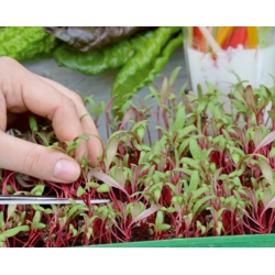 Microgreens - Decorazione - garnering tillegg til retter - 5-delt sett med en voksende beholder -  - frø