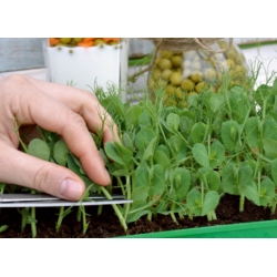 Microgreens - Heaven - м'яка суміш - 10-ти частинний набір з зростаючим контейнером -  - насіння