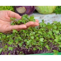 Microgreen - Vitamin bom - hỗ trợ sức khỏe - Bộ 10 miếng với hộp đựng đang phát triển -  - hạt