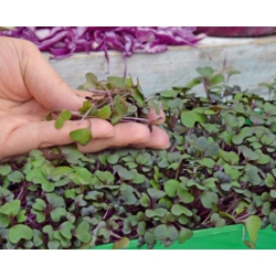 Microgreens - Syurga - campuran ringan - set 10 keping dengan bekas yang semakin meningkat -  - benih