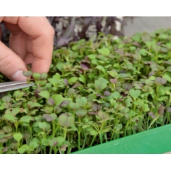Microgreens - Orientale - ekstraordinær smag og aroma, god tilsætning til asiatiske retter - 3-delt sæt med en voksende beholder -  - frø