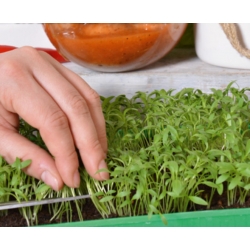 Microgreens - Orientale - طعم و مزه استثنایی، علاوه بر غذای آسیایی، 3 قطعه با ظرفیت رشد می کند -  - دانه