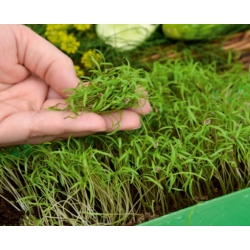 Microgreens - Heaven - kerge segu - 10-osaline komplekt kasvava mahutiga -  - seemned