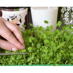 Microgreens - Fit pack - grande aggiunta alle insalate - set da 10 pezzi + contenitore in crescita -  - semi