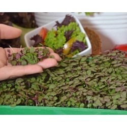 Microgreen - Orientale - hương vị và mùi thơm đặc biệt, bổ sung tuyệt vời cho các món ăn châu Á - bộ 3 món với hộp đựng đang phát triển -  - hạt