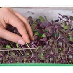 Microgreens - Fit pack - tambahan hebat kepada salad - set 10 keping + bekas yang semakin meningkat -  - benih