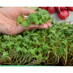 Microgreens - بمب ویتامین - سلامت - 10 قطعه مجموعه با یک ظرف رشد می کند -  - دانه
