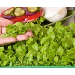 Microgreens - Декоразионе - гарниращо допълнение към ястия - комплект от 5 части с растящ контейнер -  - семена
