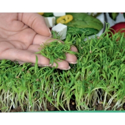 Mikrogreens - Vitaminbombe - Sundhedsunderstøttende - 10-delt sæt med en voksende beholder -  - frø