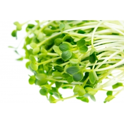 Kiemzaden - Hotmix - Driedelige set + sprout met één blad - 