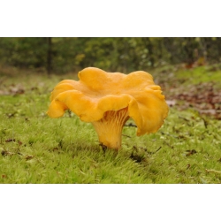 Set di funghi di pino + fungo parasole - 7 specie - micelio, spawn - 
