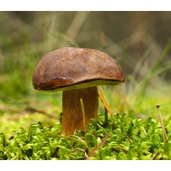 Conjunto de cogumelos de abeto + cogumelo de guarda-sol - 5 espécies - micélio, desova - 