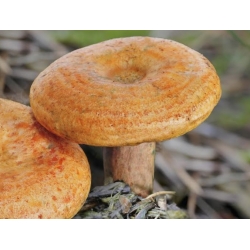Fyrsvampesæt + parasolsvamp - 7 arter - mycelium, gyde - 