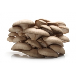 Pearl oyster mushroom, tree oyster mushroom - Large package - 100 pcs - mycelium spawn plugs
