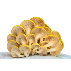 Golden oyster mushroom - Large package - 100 pcs of mycelium spawn plugs