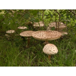 Set di funghi di betulla + fungo parasole - 5 specie - micelio, spawn - 