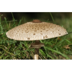 Champignonsæt af eg og bøg + parasollampe - 4 arter - mycelium, gyde - 