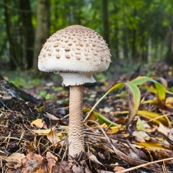 Gran soppsett + parasoll sopp - 5 arter - mycelium, gyte - 