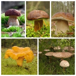 Gran champignon sæt + parasol champignon - 5 arter - mycelium, gyde - 
