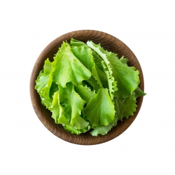 Baby Leaf - ผักกาดหอม "Lollo" - Lactuca sativa var. Foliosa - เมล็ด