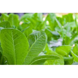 Baby Leaf - Salat Romaine - Parris Island Cos - Lactuca sativa L. var. longifolia - frø