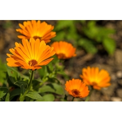 Happy Garden  -  "Whirling Marigold"  - 子供が成長できる種！ -  216種子 - Calendula officinalis - シーズ