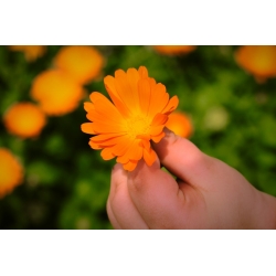 Happy Garden - "Whirling Marigold" - Bibit yang boleh dibesarkan oleh kanak-kanak! - 216 biji - Calendula officinalis - benih
