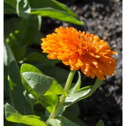 Pot marigold "Permata Oranye" - oranye; ruddles, marigold umum, Scotch marigold - 108 biji - Calendula officinalis