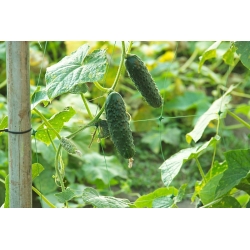 Cucumber "Dainty F1" - field, pickling variety - 160 seeds