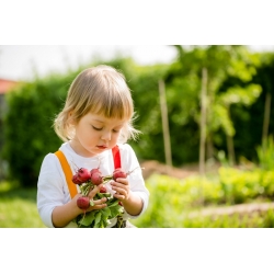 Happy Garden - "Okrúhle reďkovky" - Semená, ktoré deti môžu rásť! - 400 semien - Raphanus sativus