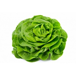 Zelena salata "Voorburg Wonder" - blijedozelena, srednje kasna sorta - Lactuca sativa L. var. Capitata - sjemenke
