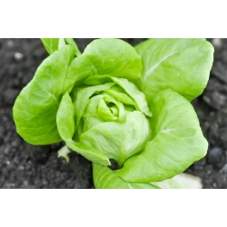 Happy Garden - "الخس الكامل من الفيتامينات" - البذور التي يمكن أن ينموها الأطفال! - 945 بذور - Lactuca sativa - ابذرة