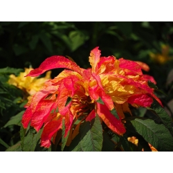 Amaranto - Finezja - Amaranthus tricolor - sementes