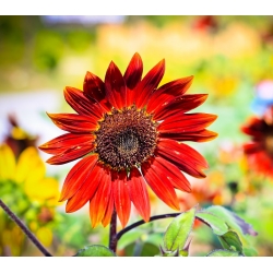 Floarea-soarelui ornamentala "Soarele de seara" - rosu-maro - 50 de seminte - Helianthus annuus - semințe