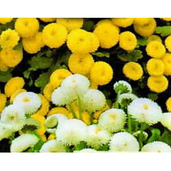 Feverfew - seed mix; bachelor's buttons