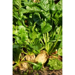 Yem pancar "Solidar Bis" - sarı - Beta vulgaris - tohumlar