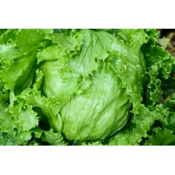 Iceber salad "Olimp" - BURUH TERSEBUT - 990 biji - Lactuca sativa L. var. Capitata - benih