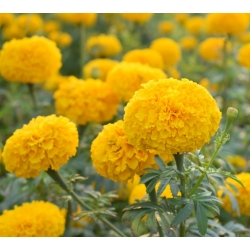 Marigold Mexico "Mary Helen" dengan bunga lemon - 270 biji - Tagetes erecta  - benih
