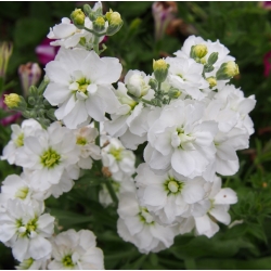 Grebla "Varsovia Mera" - alb; flori gilly - Matthiola incana annua - semințe
