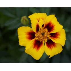 French marigold "Ania" - single-flowered, honey-carmine variety