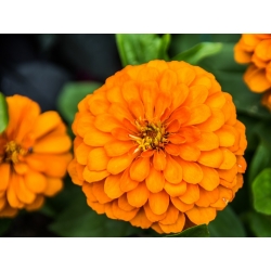 Dahlia-flowered zinnia "Orys" - orange
