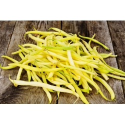 Fasole galbenă franceză "Livia" - varietate pitic - Phaseolus vulgaris L. - semințe