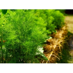 Gradina verde "Amat" - Anethum graveolens L. - semințe