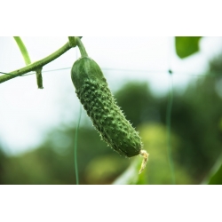 Field cucumber "Alhambra F1" - parthenocarpic variety