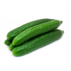 Cucumber "Obelix F1" - field, salad variety