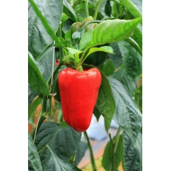 Pepř "Rubinova" - červená a sladká - Capsicum L. - semena