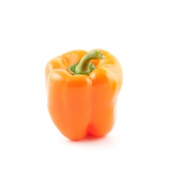 Pepper "Kubista F1" - sweet, orange variety
