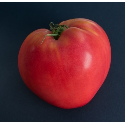Tomat - Cuor di Bue - Lycopersicon esculentum Mill  - frø